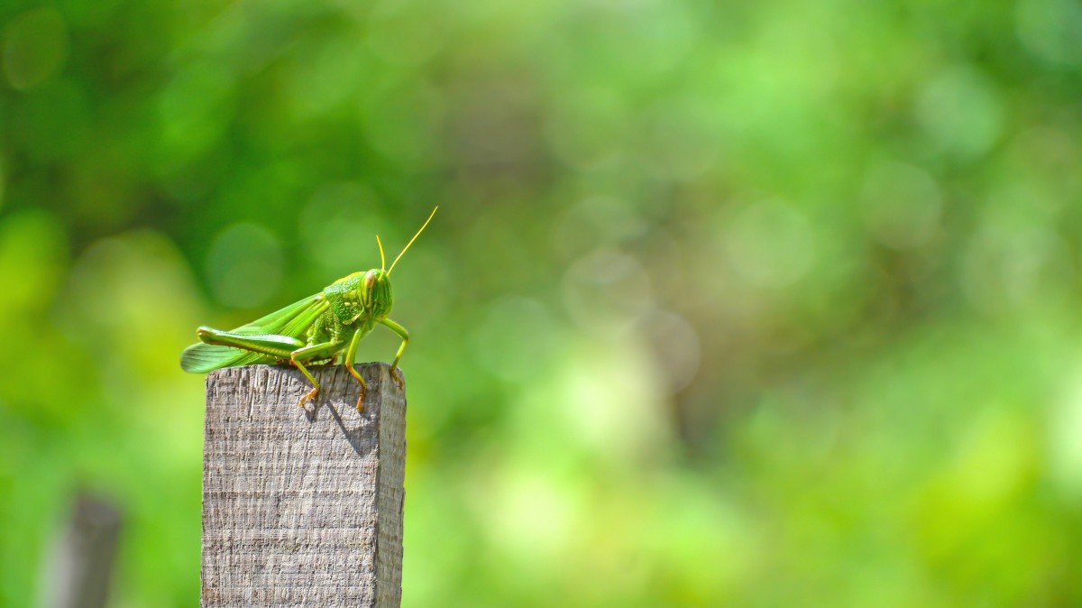 banner_vida_de_inseto_1
