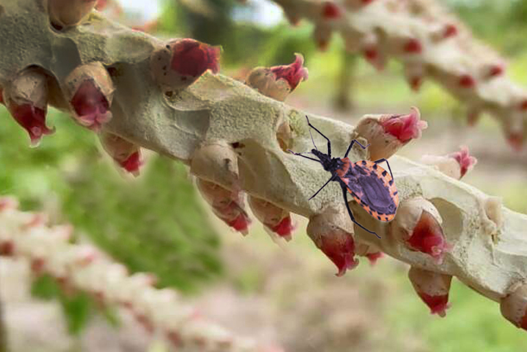 Doença de Chagas